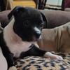 American bully