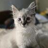 Sale! Lynx Point Himalayan Male Kittens