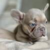 French bulldogs looking for fur-ever home