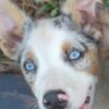 Australian Shepherd / Siberian Husky Puppy - Charlie