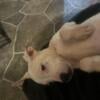 Michigan, Dogo Argentino Pocket Bully male puppy