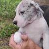 *Reduced* Great Dane Purebred Puppies