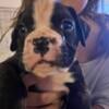 AKC Registered Boxer Puppies