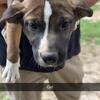 Pitbull Puppies mix