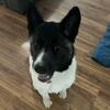 Female Akita