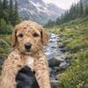 Multi Gen Golden Doodle
