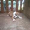 I.O.E.B.A  Olde English Bulldogge puppies looking for new homes.