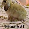 Holland Lop Bunnies