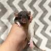 Extremely friendly baby rats