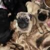 I have 2 little boy pug puppies