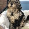 Mini Golden doodle ready in 2 weeks Redford Michigan