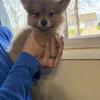 Pomeranian puppies