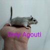 Young Female Gerbils available