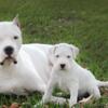 Dogo Argentino Puppies for Sale (Purebred) (AKC & UKC Registered, Top Bloodlines- Guardians/Family Dogs/Hunters)