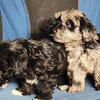 Yorkiepoo Pup