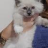 Ragdoll Kittens Blue Point Male and Female