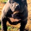 ABKC American Bully Female Puppy 1800