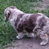 SOLD - Red Merle Male Toy Aussie