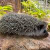 African Pygmy Hedgehogs Looking for Forever Home