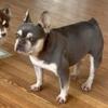 Lilac n tan female french bulldog adult