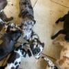 Great Dane Puppies AKC