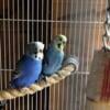 Rainbow crested parakeets