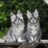 Females Maine Coon for sale