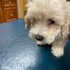 Cockapoo’s.. 1 female and 1 male pup available $750