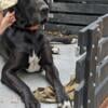 Male Great Dane needs home