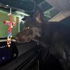AKC German shepherd 