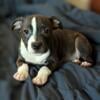 Staffordshire Bull Terrier 