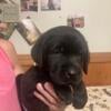 Beautiful AKC Labrador Puppies For Sale