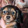 Dachshund 