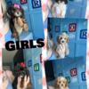 Toy poodles akc girls and boys