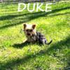 Duke Male Yorkie Poo Puppy