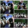 Border Collie babies