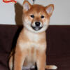 Shiba inu male with papers