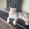 TICA Registered Maine Coon kittens