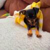 Riley black and tan chihuahua