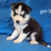 AKC Siberian Husky Puppies - Females