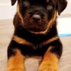 Rottweiler 10 week old female puppy