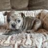 Frenchie puppies for sale