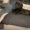 Male cane corso puppy