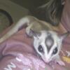 3 adult sugar gliders