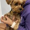 CKC Yorkie