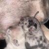 Perfect pet for your family heathy & cool personality to b around kids