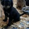 Cocker poodle shih mix