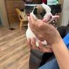 •sold•Female chihuahua 