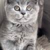 Female British shorthair kittens