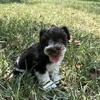 Miniature Schnauzer Male